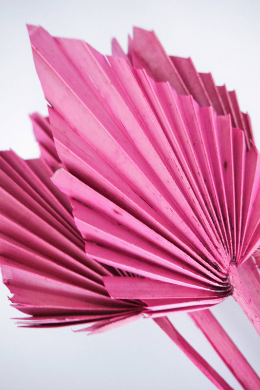 Gefärbte getrocknete Fächerpalmen pink Trockenblumen - Der Backmichgluecklich Online Shop