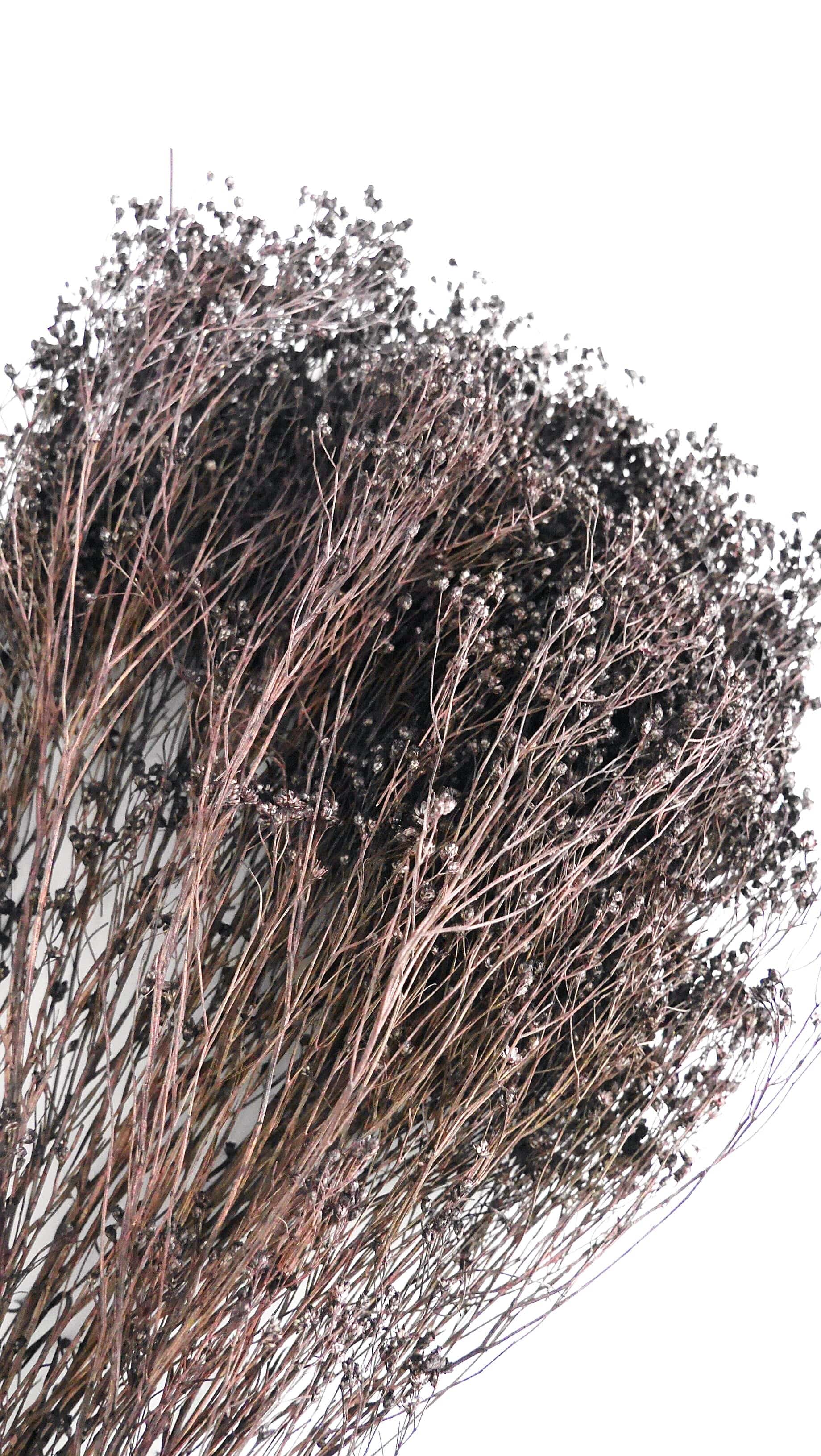 Broom Bloom gefärbt deep brown Trockenblumen Der