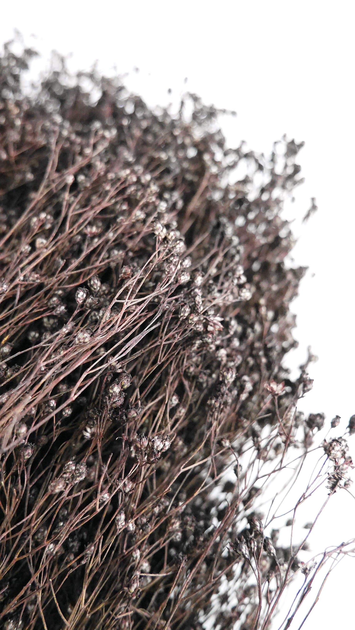 Broom Bloom gefärbt getrocknet deep brown Trockenblumen - Der Backmichgluecklich Online Shop