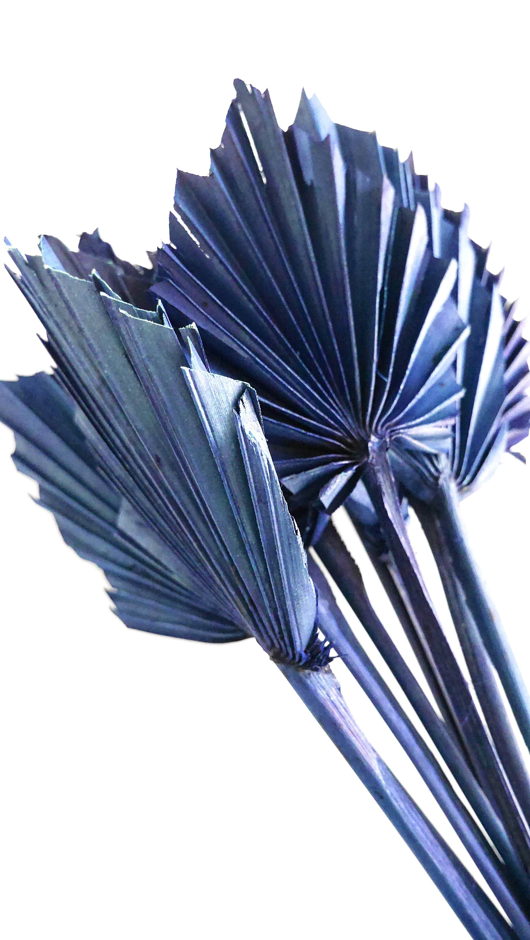 Gefärbte getrocknete Fächerpalmen blau Trockenblumen - Der Backmichgluecklich Online Shop