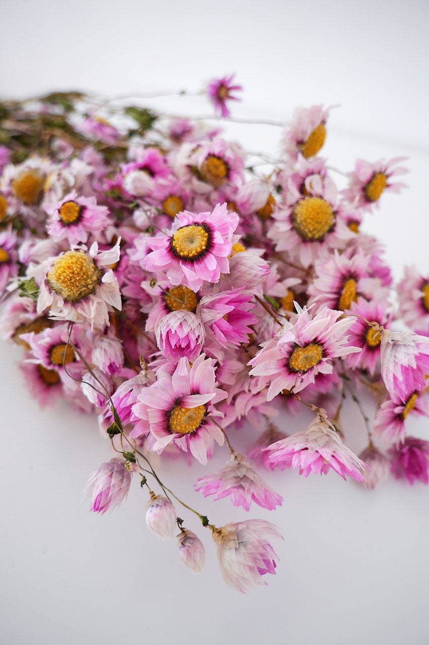 Getrocknete Rodanthe Strauss rosa Trockenblumen - Der Backmichgluecklich Online Shop