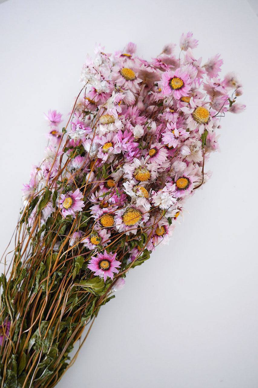 Getrocknete Rodanthe Strauss rosa Trockenblumen - Der Backmichgluecklich Online Shop