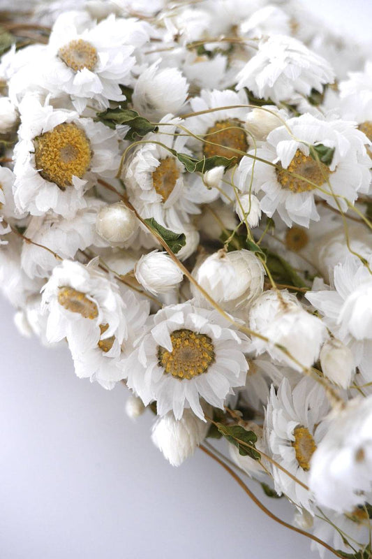 Getrocknete Rodanthe Strauss weiss Trockenblumen - Der Backmichgluecklich Online Shop