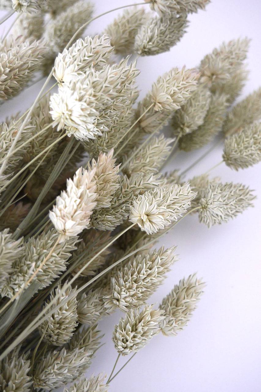 Glanzgräser Phalaris - Strauß Natur Trockenblumen - Der Backmichgluecklich Online Shop