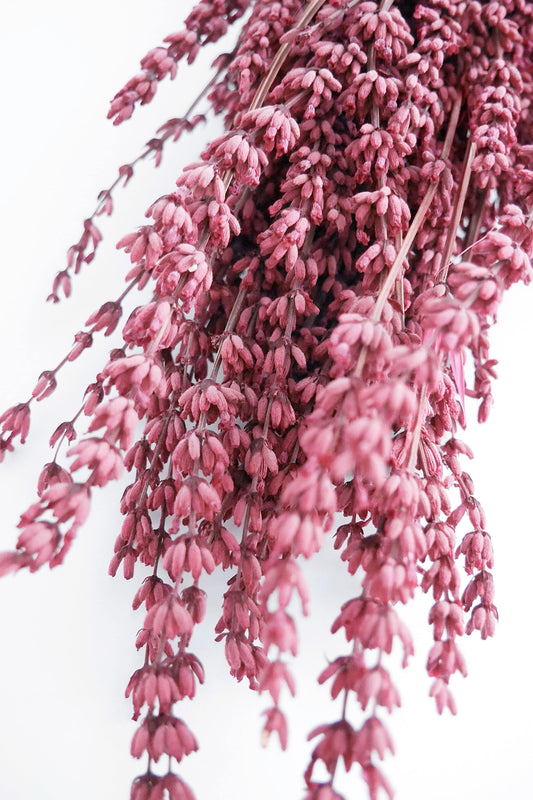 Lavendel Beere Trockenblumen - Der Backmichgluecklich Online Shop