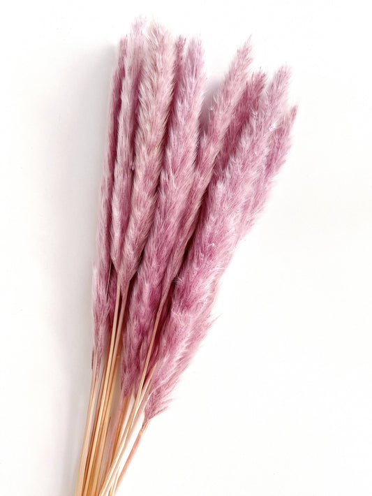 Mini Getrocknetes Pampagras lila 5 Stück Trockenblumen - Der Backmichgluecklich Online Shop
