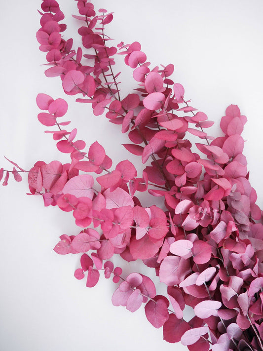 Stabilisierter Eukalyptus Cinerea pink Trockenblumen - Der Backmichgluecklich Online Shop