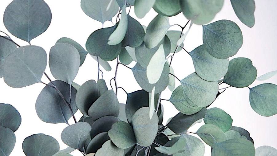 Stabilisierter Eukalyptus Populus Trockenblumen - Der Backmichgluecklich Online Shop